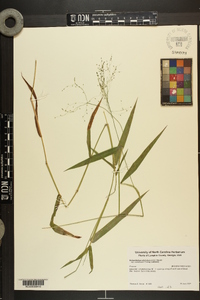 Dichanthelium dichotomum var. ramulosum image