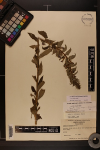 Lobelia elongata image