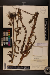 Lobelia elongata image