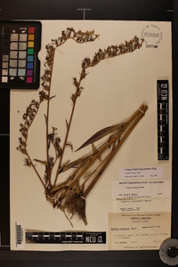 Lobelia elongata image