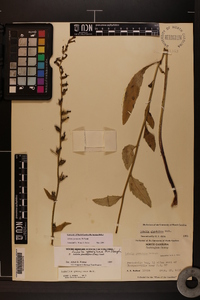 Lobelia georgiana image