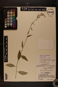 Lobelia georgiana image