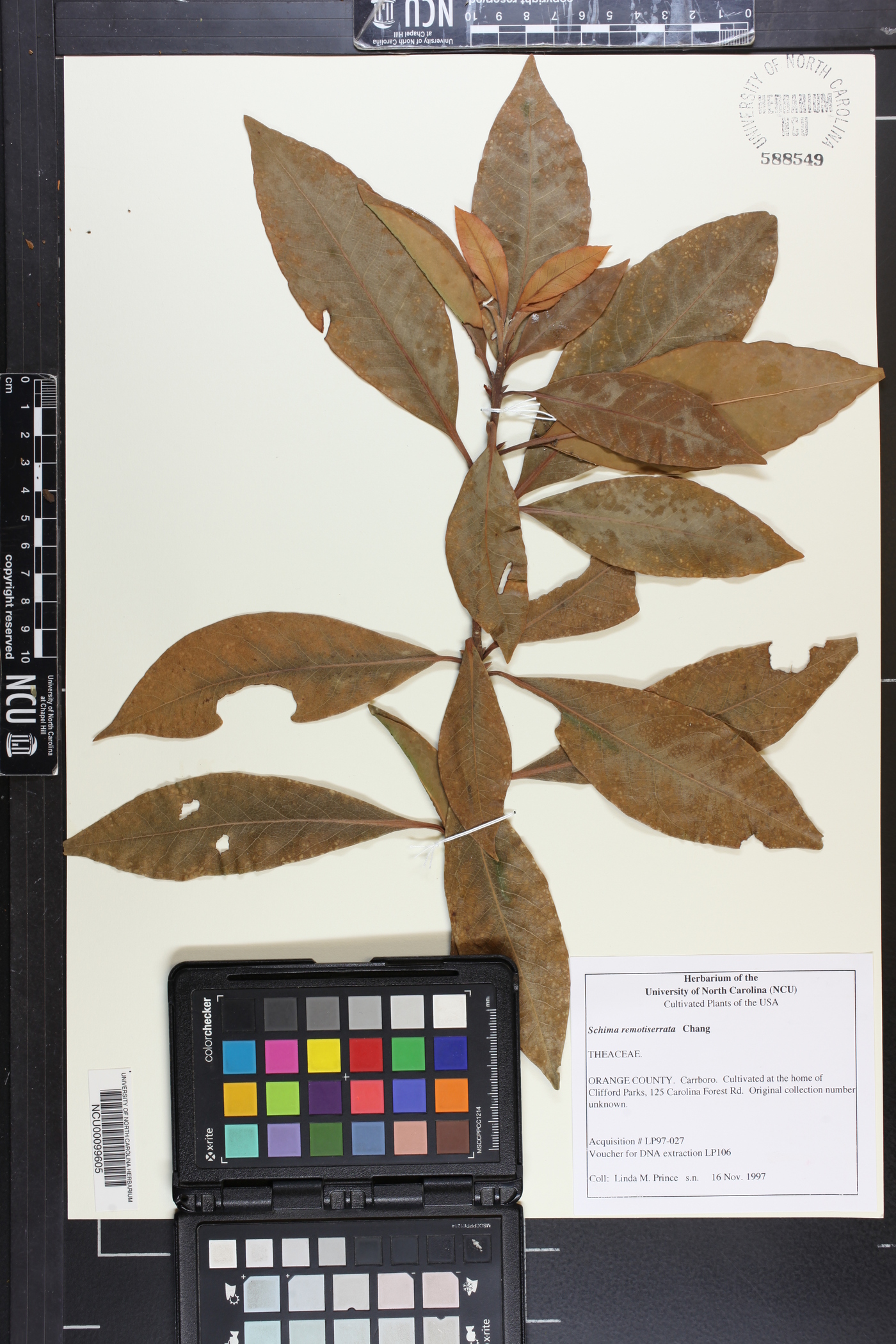 Schima image
