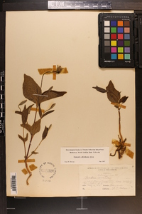 Clematis ochroleuca image