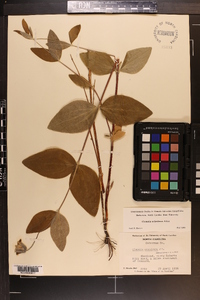 Clematis ochroleuca image