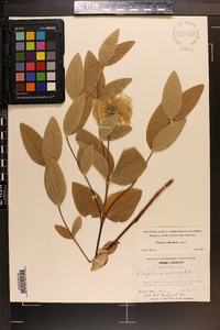 Clematis ochroleuca image