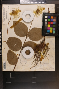 Clematis ochroleuca image