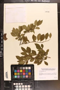 Ilex ambigua image