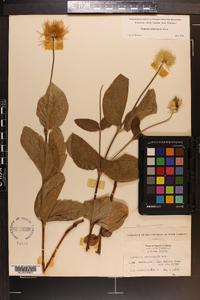 Clematis ochroleuca image