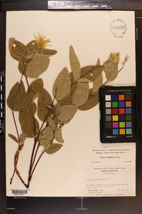 Clematis ochroleuca image