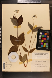 Clematis ochroleuca image