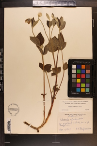 Clematis ochroleuca image