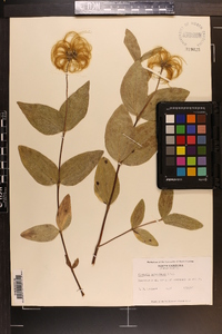 Clematis ochroleuca image