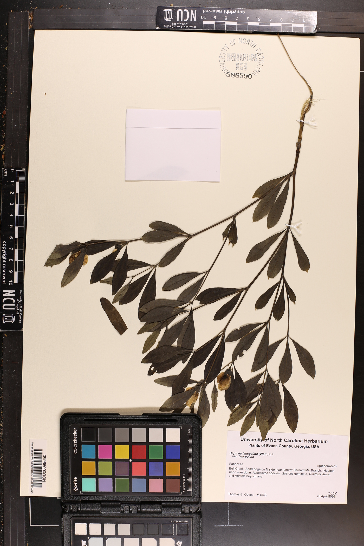 Baptisia lanceolata image