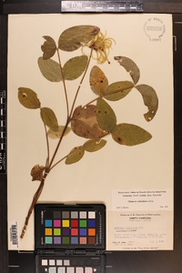 Clematis ochroleuca image