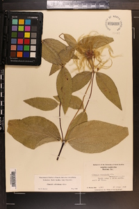 Clematis ochroleuca image