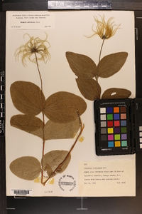 Clematis ochroleuca image