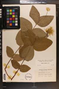 Clematis ochroleuca image