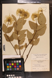 Clematis ochroleuca image