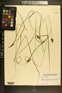 Carex caroliniana image