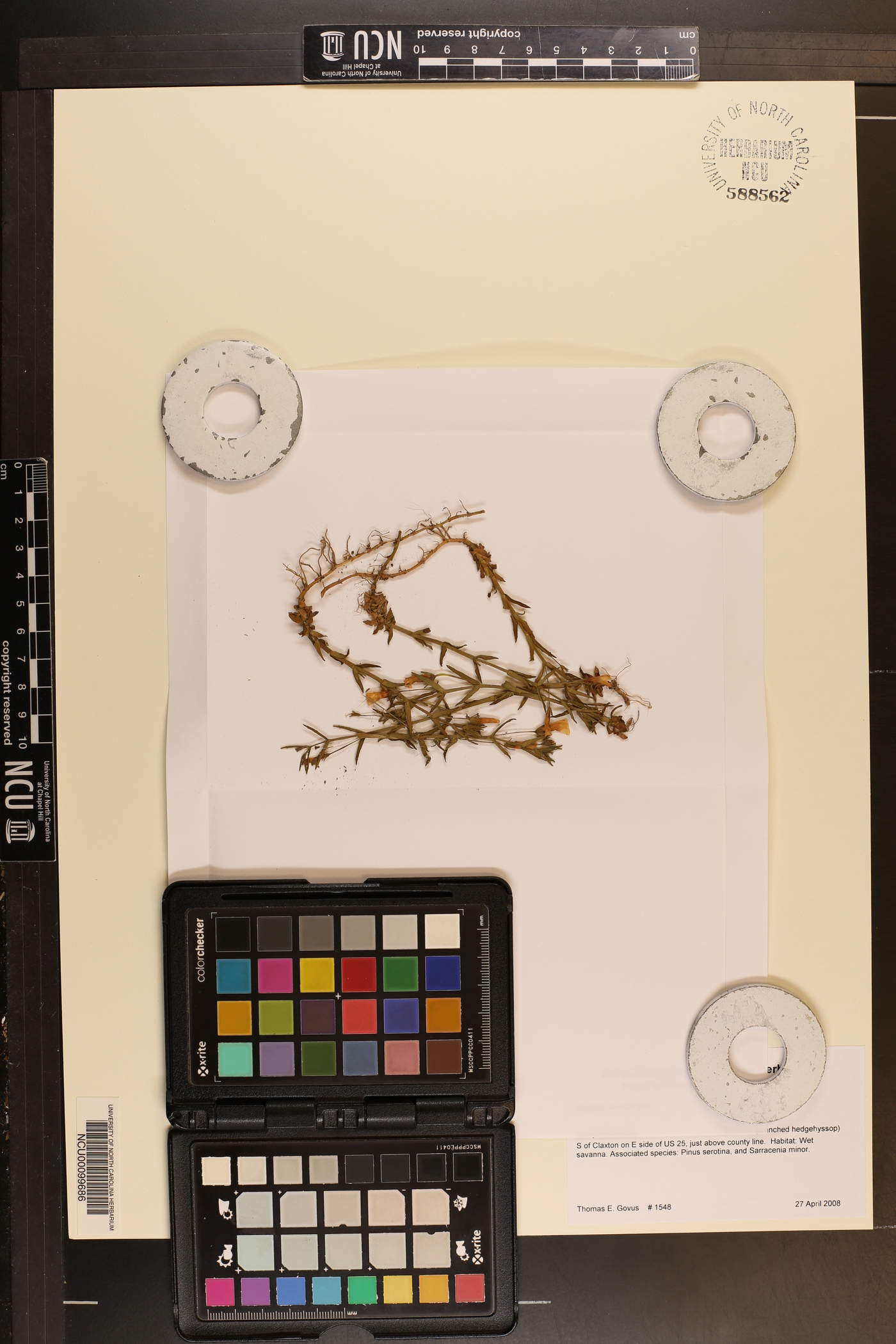 Gratiola ramosa image