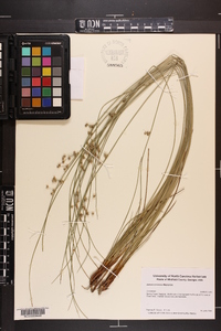 Juncus coriaceus image