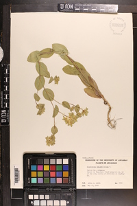 Bupleurum rotundifolium image