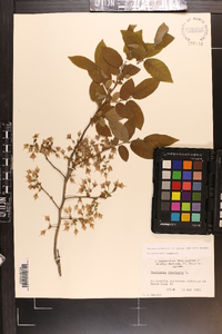 Vaccinium stamineum var. sericeum image