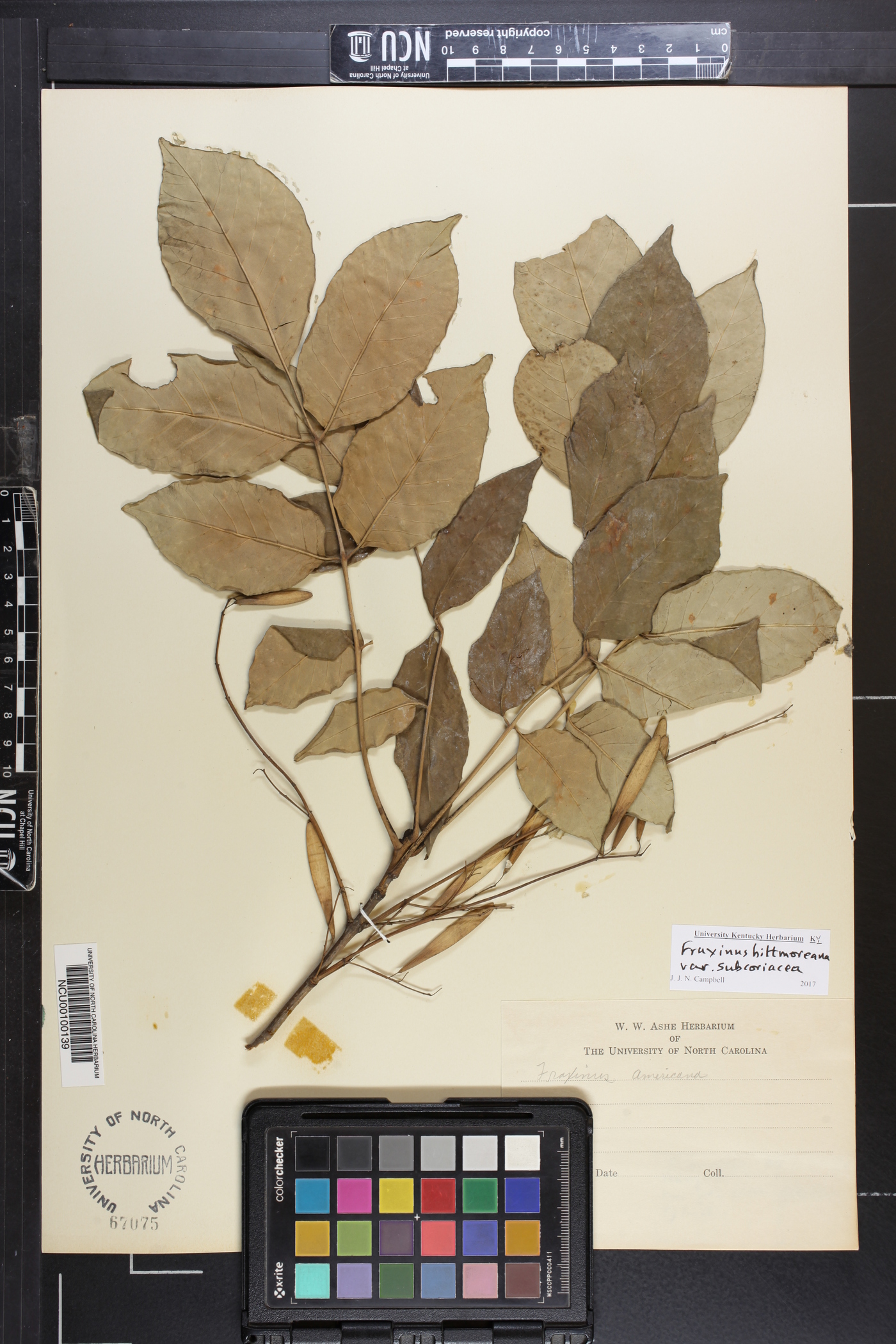 Fraxinus biltmoreana image