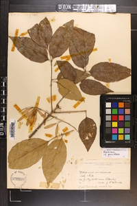 Fraxinus pauciflora image