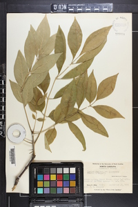 Fraxinus biltmoreana image