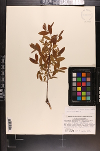 Vaccinium stamineum var. sericeum image