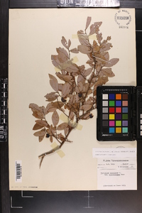 Vaccinium stamineum var. sericeum image