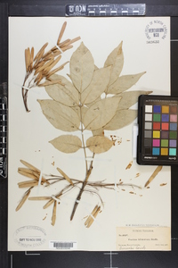 Fraxinus biltmoreana image