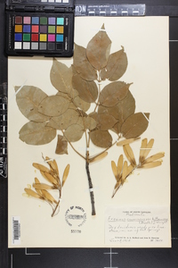 Fraxinus biltmoreana image