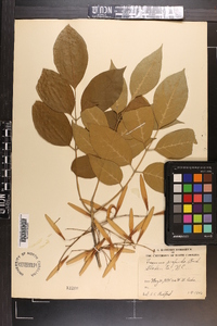 Fraxinus profunda image