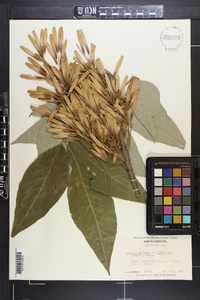 Fraxinus biltmoreana image