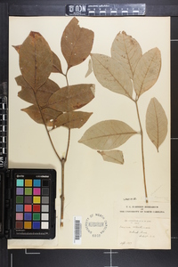 Fraxinus biltmoreana image