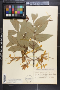 Fraxinus biltmoreana image