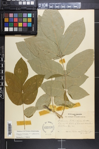 Fraxinus biltmoreana image