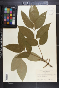 Fraxinus biltmoreana image