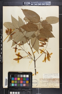 Fraxinus biltmoreana image