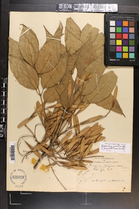 Fraxinus profunda image