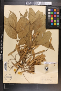 Fraxinus profunda image