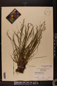 Agrostis mertensii image