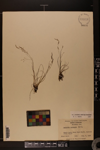 Agrostis mertensii image