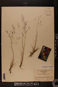 Agrostis mertensii image