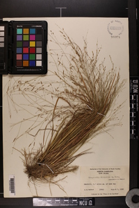 Eragrostis elliottii image