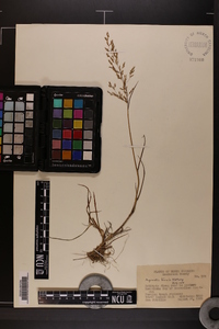 Agrostis capillaris image