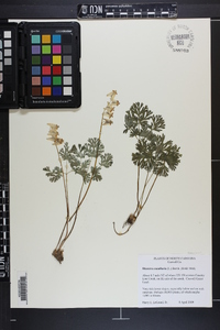 Dicentra cucullaria image